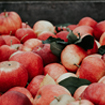 Pommes rouges du verger du château Lezergué